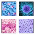 Microscope 200X Student Biological Top & Bottom LED Illuminated